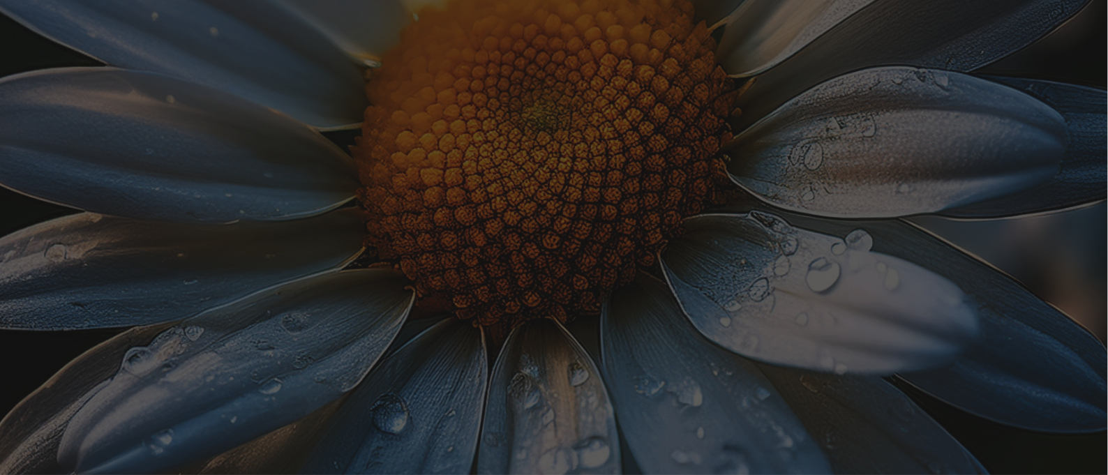 Nahaufnahme einer Blume mit weißen Blütenblättern und Wassertropfen.